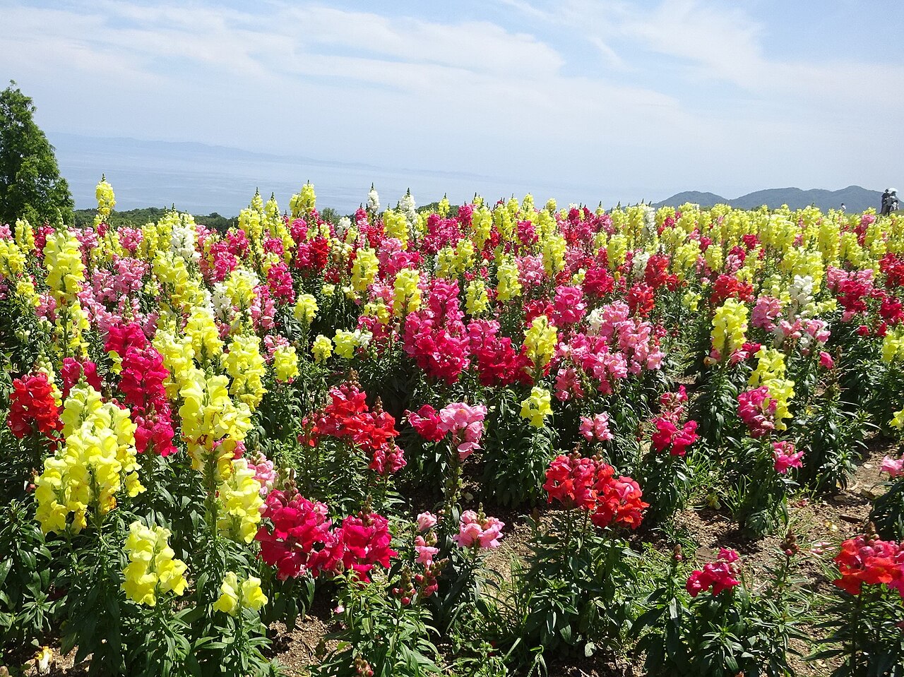 あわじ花さじき