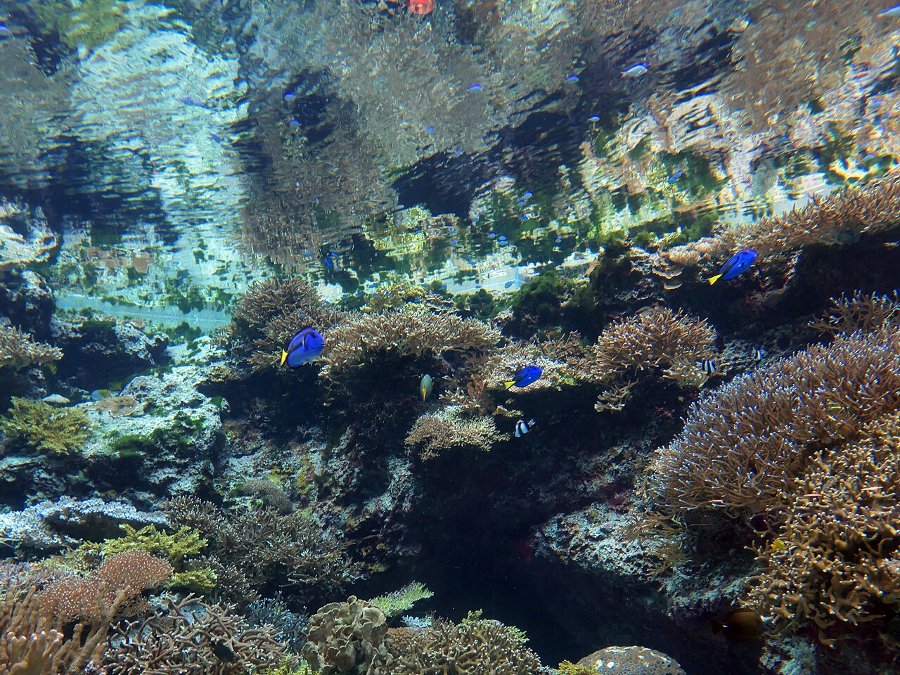 美ら海水族館